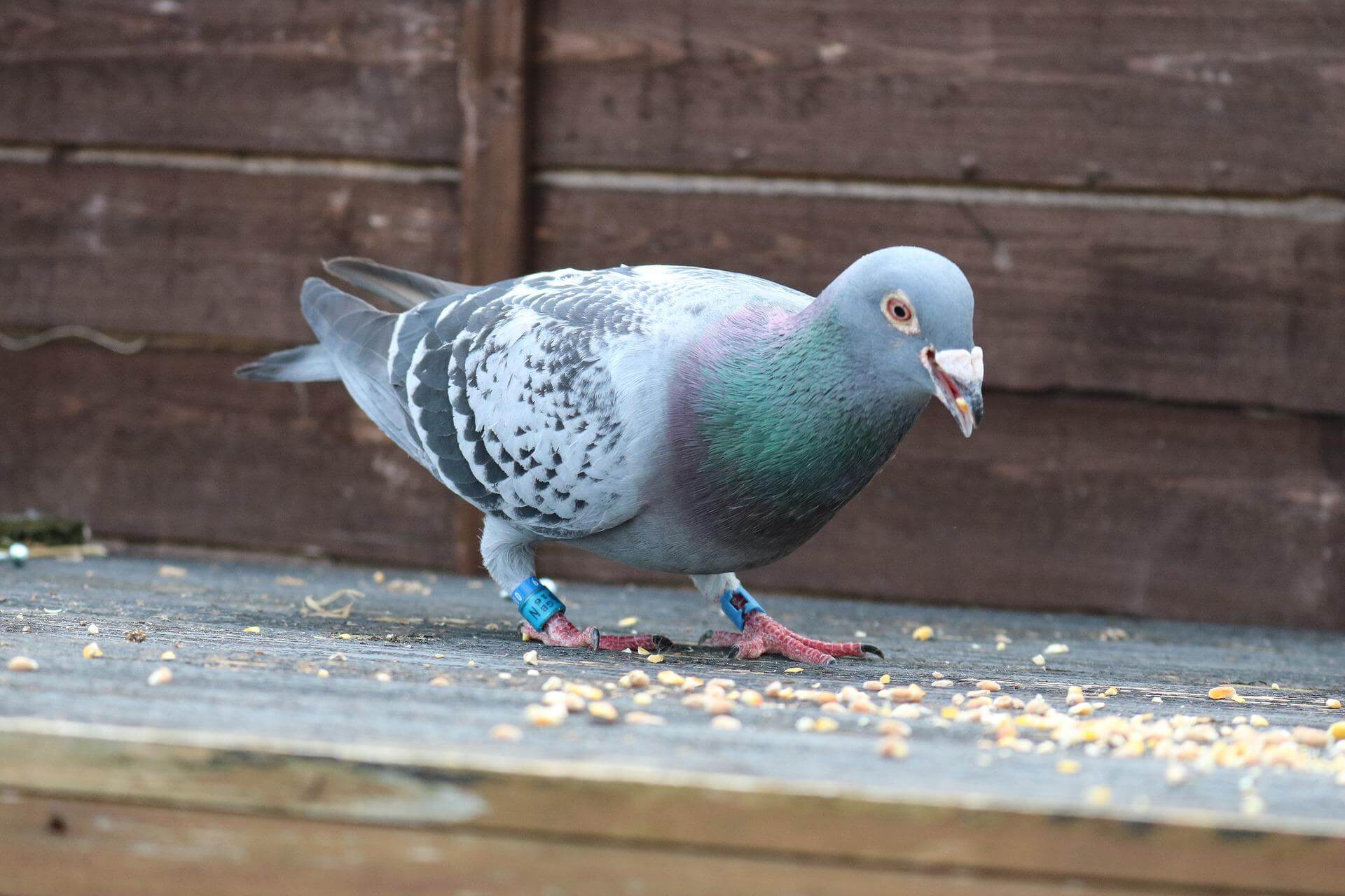 racing pigeon